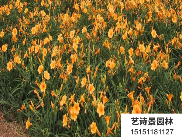 金娃娃萱草