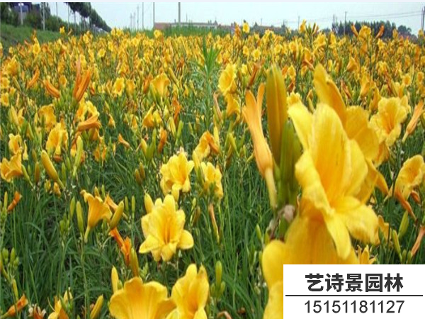 金娃娃萱草