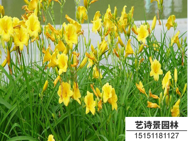 金娃娃萱草