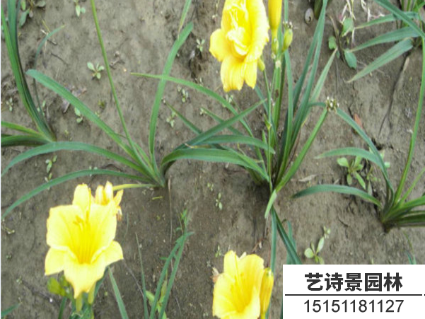 金娃娃萱草