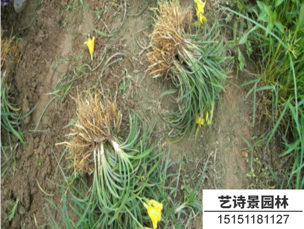金娃娃萱草