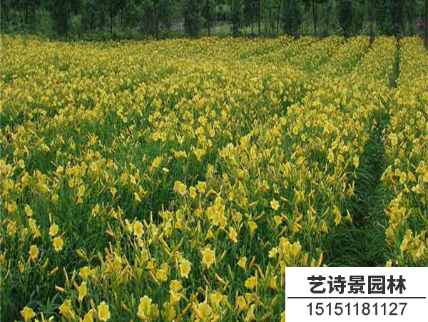 金娃娃萱草