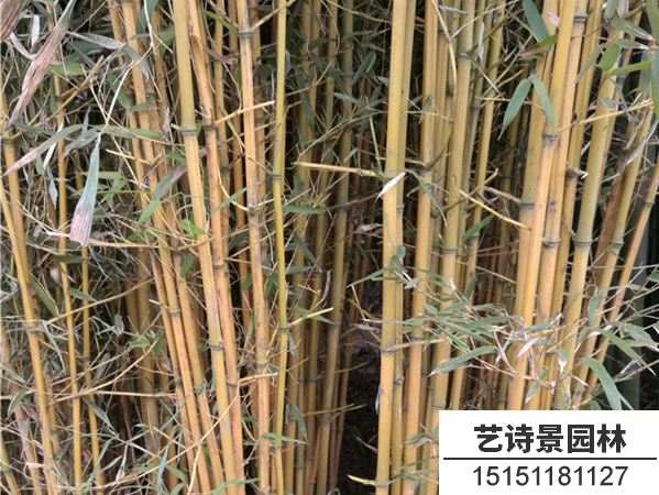金镶玉竹