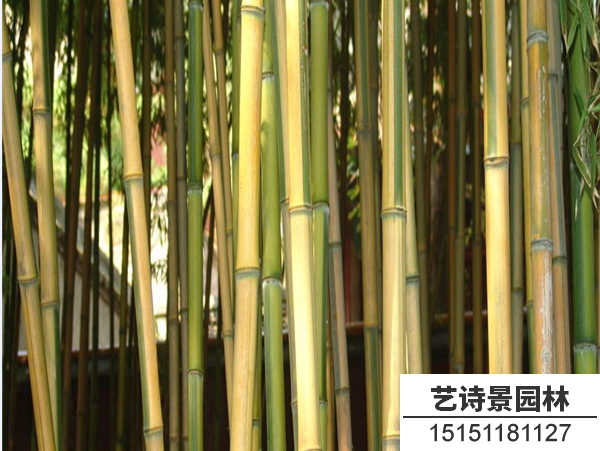 金镶玉竹