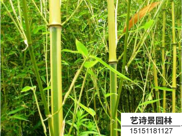 金镶玉竹