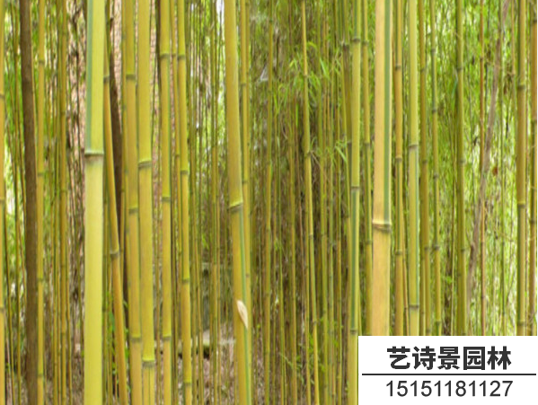 金镶玉竹