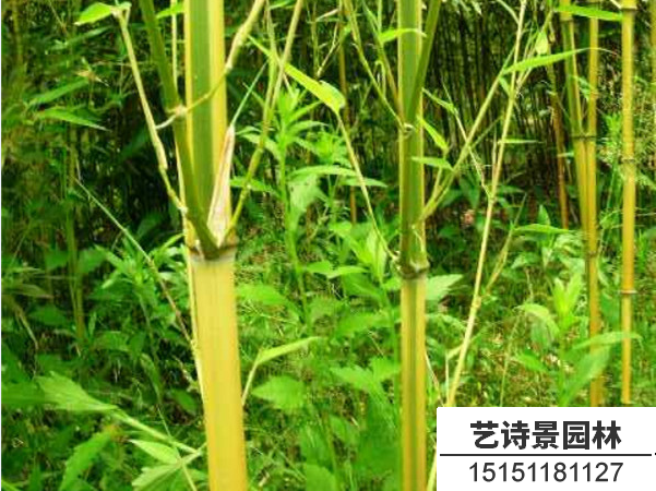 金镶玉竹