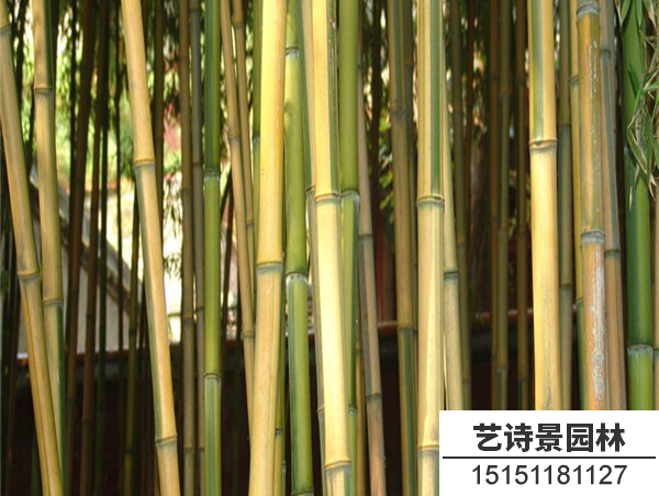 金镶玉竹