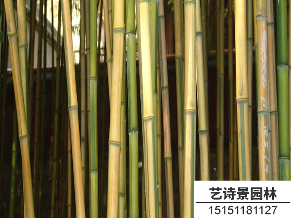 金镶玉竹