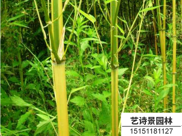 金镶玉竹