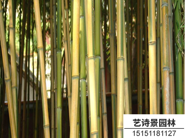 金镶玉竹