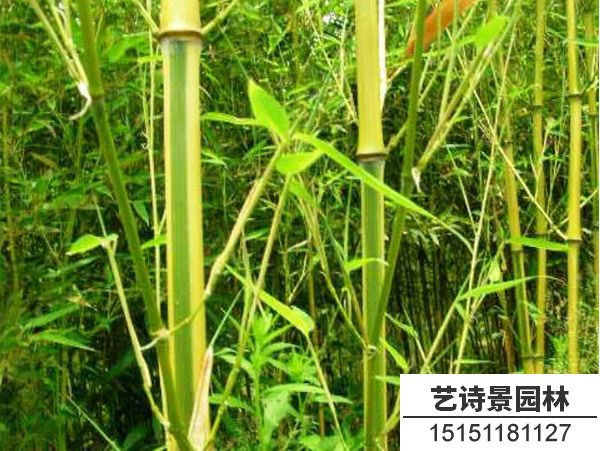 金镶玉竹