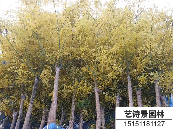 金叶国槐