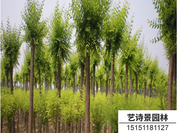 金叶榆