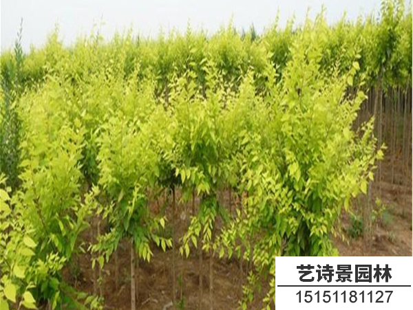 金叶榆
