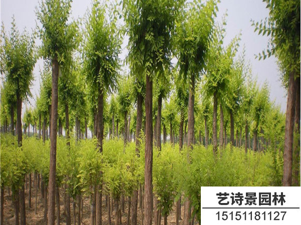 金叶榆