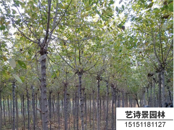 金叶榆