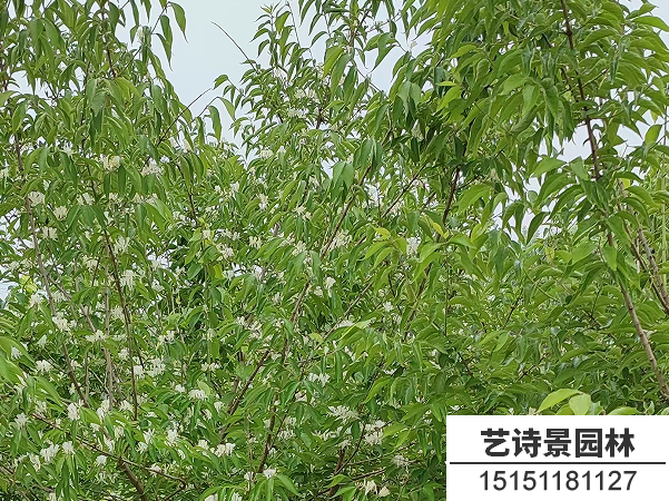 金银木