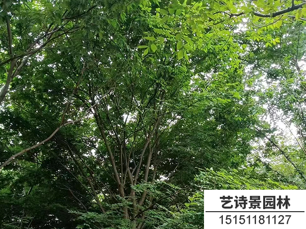 榉树