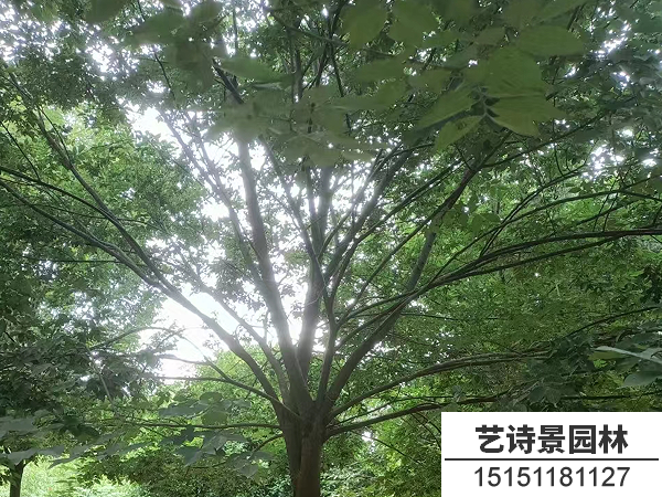 榉树