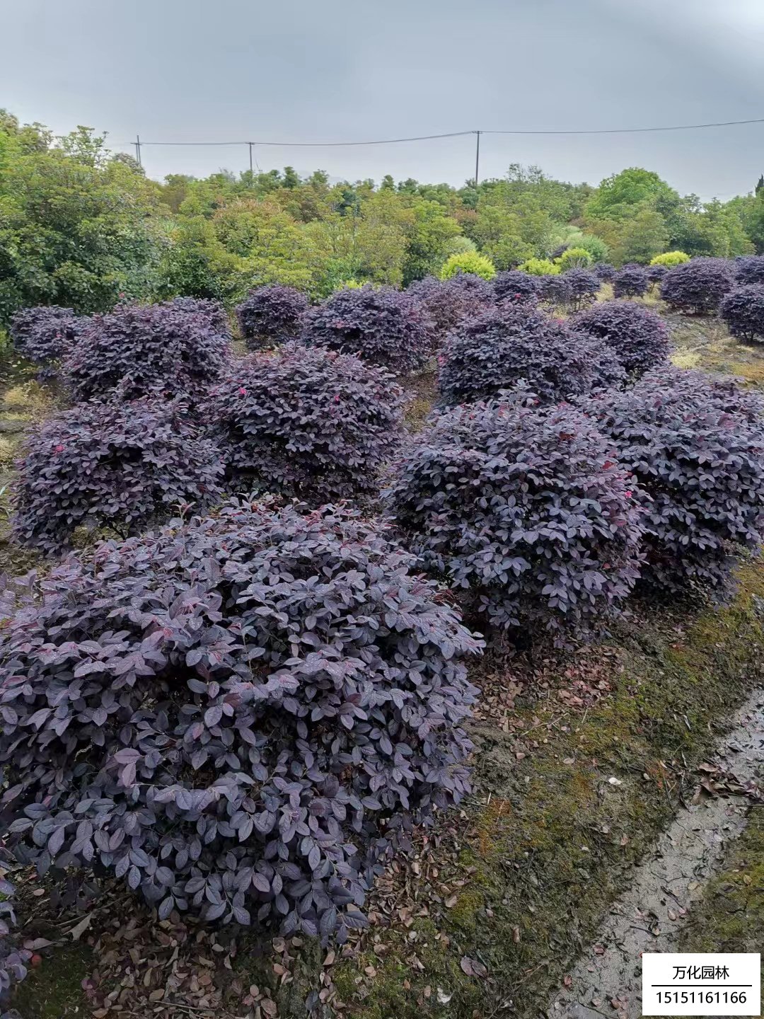 红花继木球