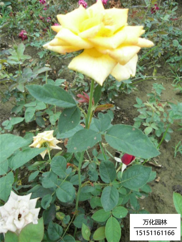 黄帽月季