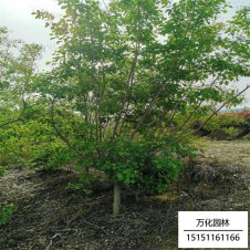黄栌