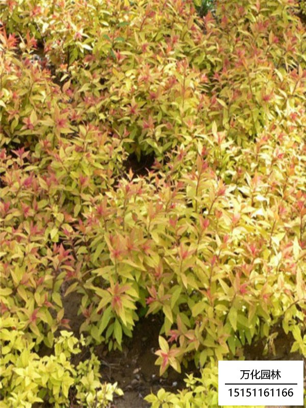 金山绣线菊