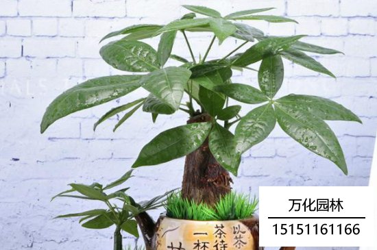 发财树