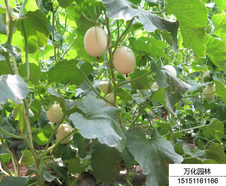 甜瓜种子价格