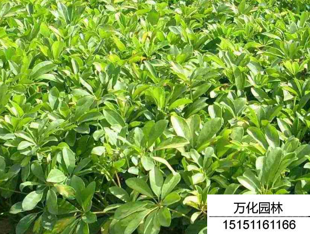 鸭脚木