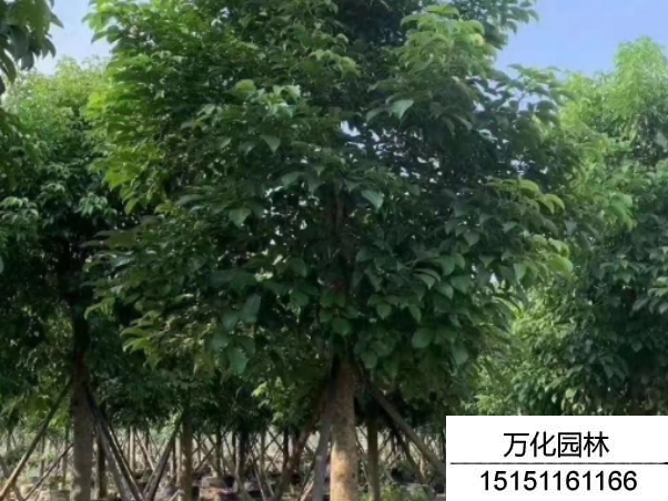 秋枫