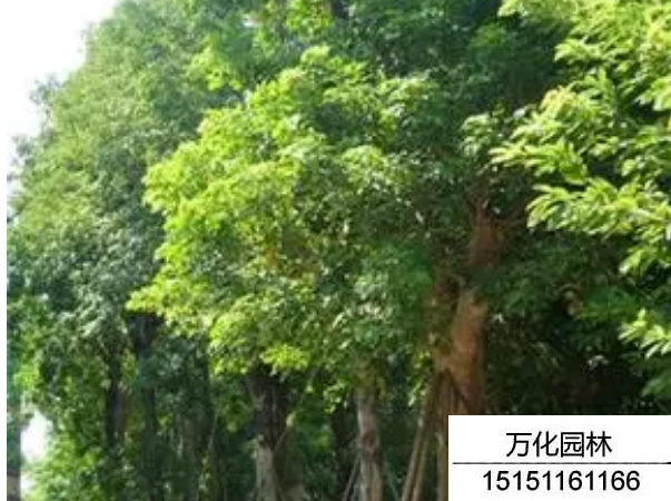 秋枫