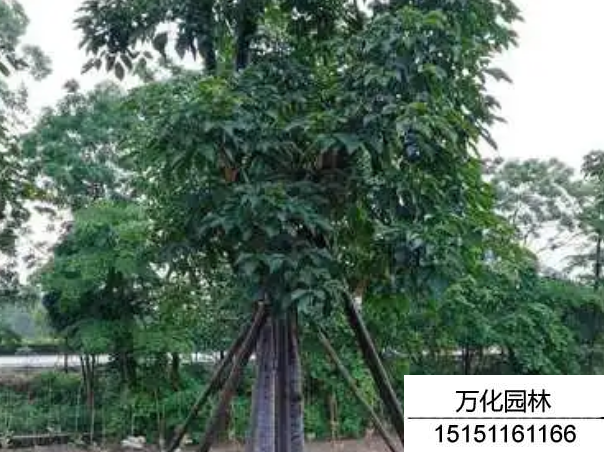 秋枫