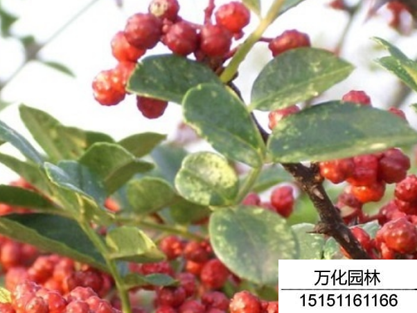 花椒种子