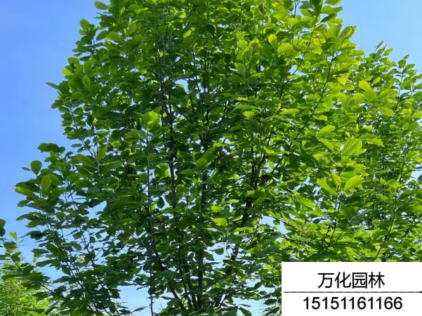 白玉兰