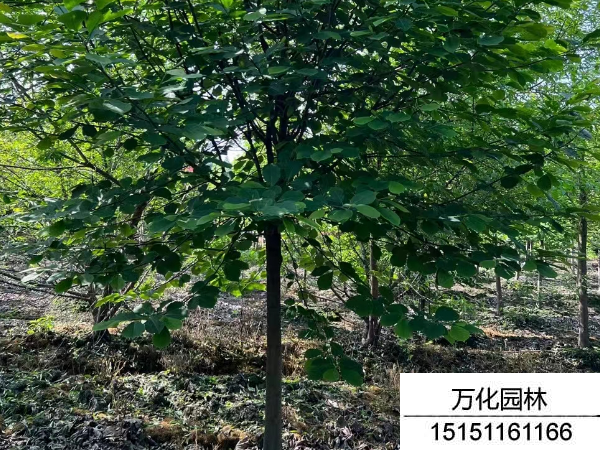 白玉兰