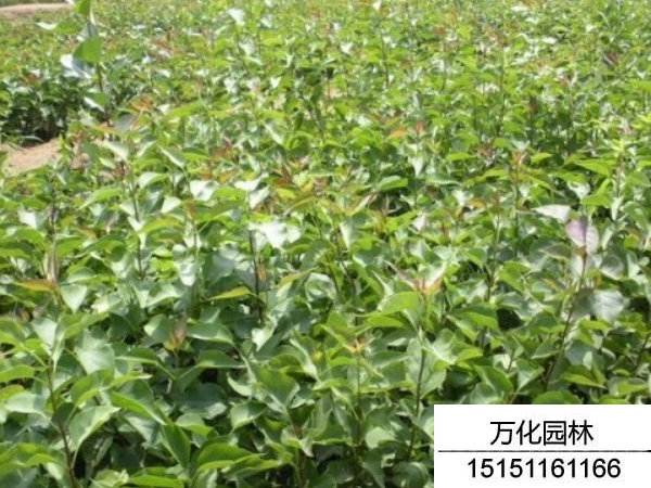 丁香种子