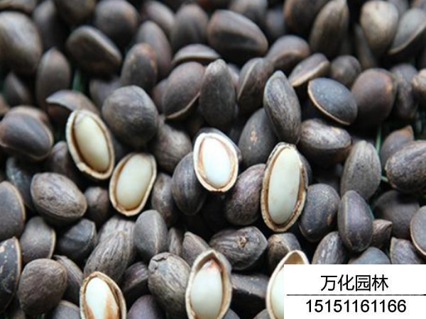 华山松种子