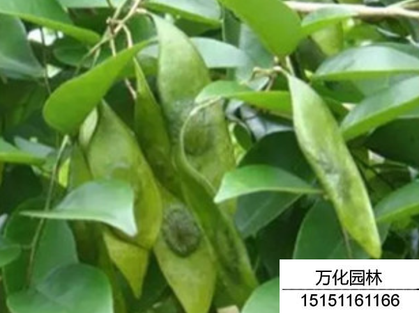黄花梨树种子