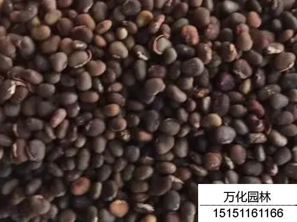 火炬种子