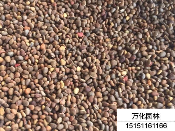 火炬种子
