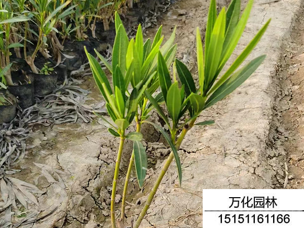 夹竹桃种子