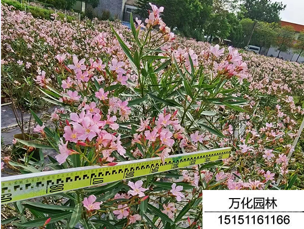 夹竹桃种子