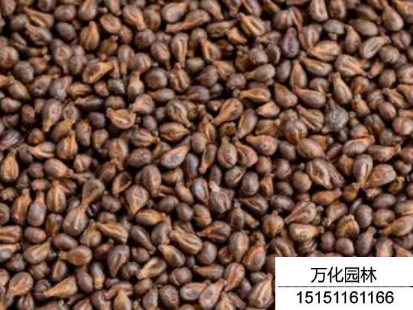 葡萄种子