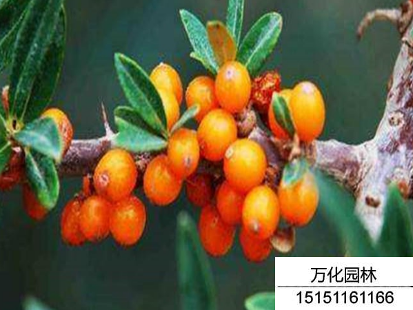 小果沙棘种子