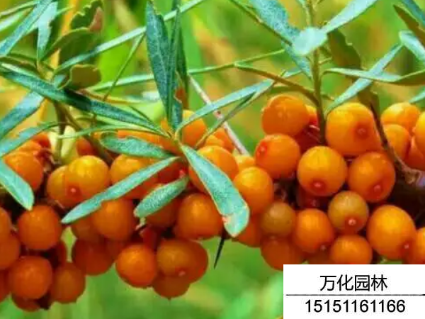 小果沙棘种子
