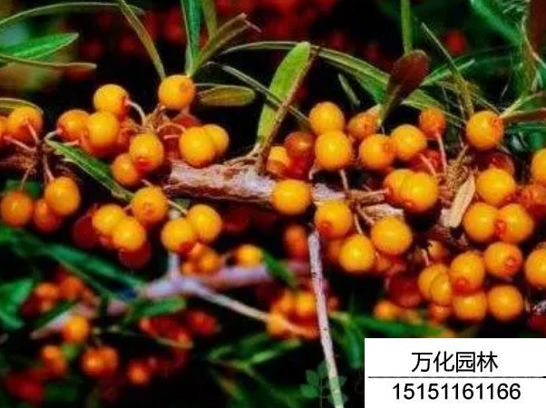 小果沙棘种子哪里买